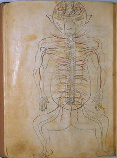 nerve diagram with figure viewed from the back with the head hyperextended so that the mouth is at the top of the page the pairs of nerves are indicated