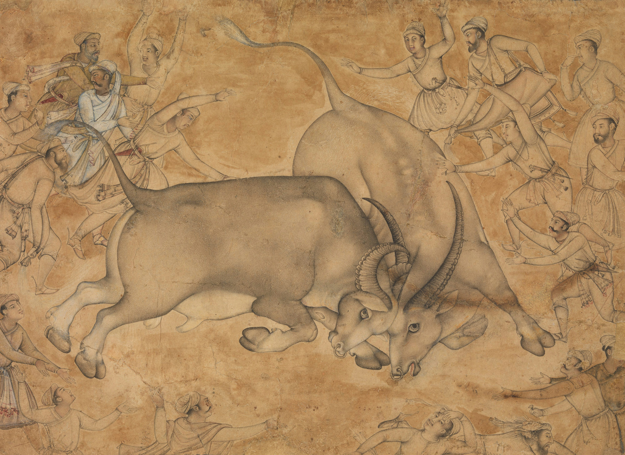 buffaloes in combat