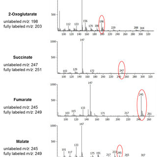 ei ms spectra of metabolites isolated from purified intracellular tachyzoites hff