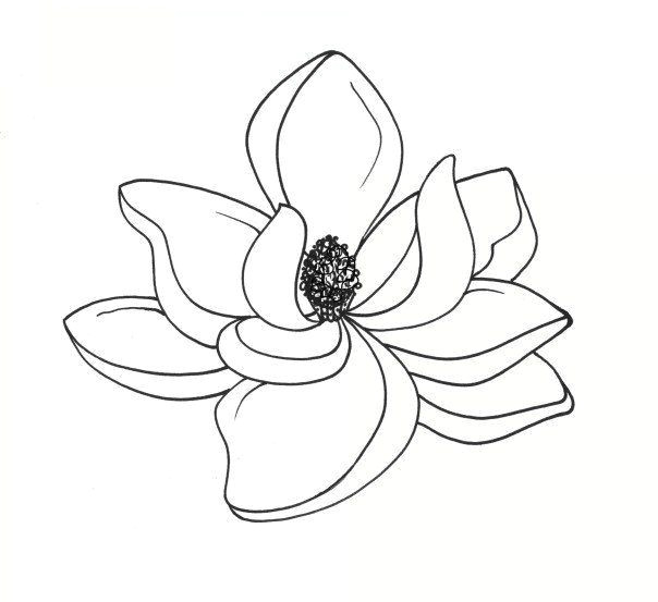 flower line drawings drawing flowers flower outline tattoo drawings tree drawings
