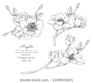 sketch floral botany collection magnolia flower drawings black and white with line art on white backgrounds hand drawn botanical illustrations vector