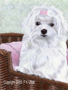 dog art painting pencil ink maltese print 3 by pkufnal ebay mosaic birdbath maltese