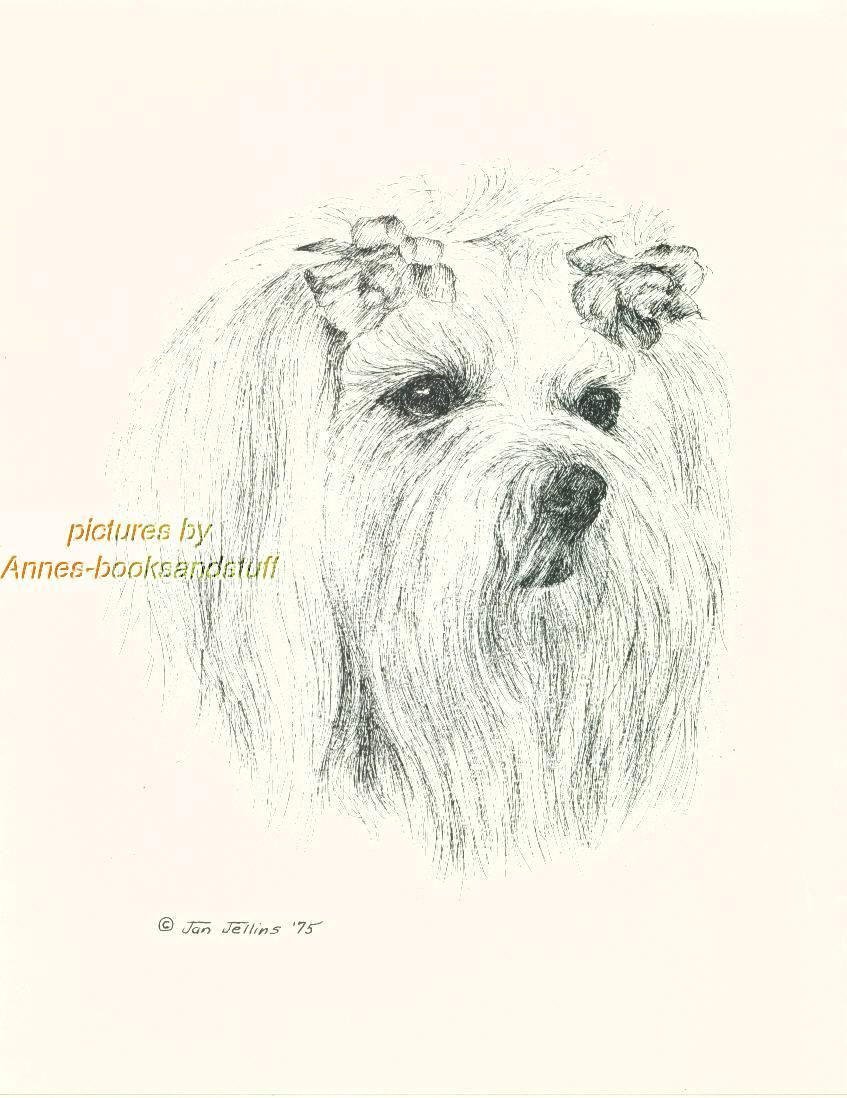 44 maltese dog art print pen and ink drawing jan jellins ebay