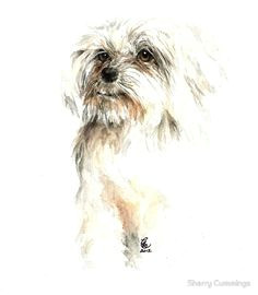 maltese magic by sherry cummings watercolor animals watercolor art maltese dogs dog paintings