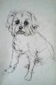 maltese dog drawing by daniela vasileva