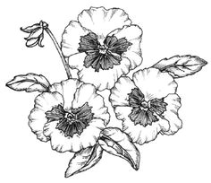 to draw a pansy examine the illustration of a pansy before proceeding to step