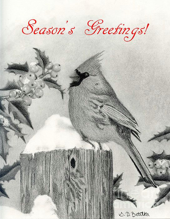 title season s greetings cardinal and holly artist sarah batalka medium drawing graphite pencil and text