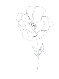 original abstract minimalist drawing blume series botanical drawing flower drawing