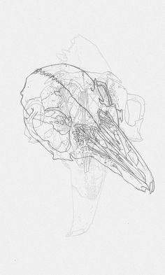 rabbit study jamie mills crow skull ap studio art cuervo natural forms