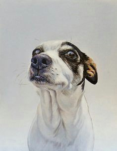 james ruby maggie watercolor animals dog drawings animal drawings animal illustrations