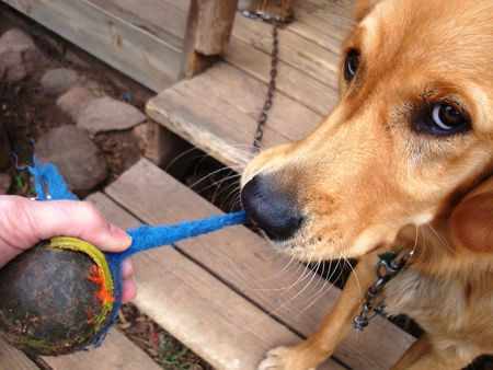 a dog tugging on a ball and rope