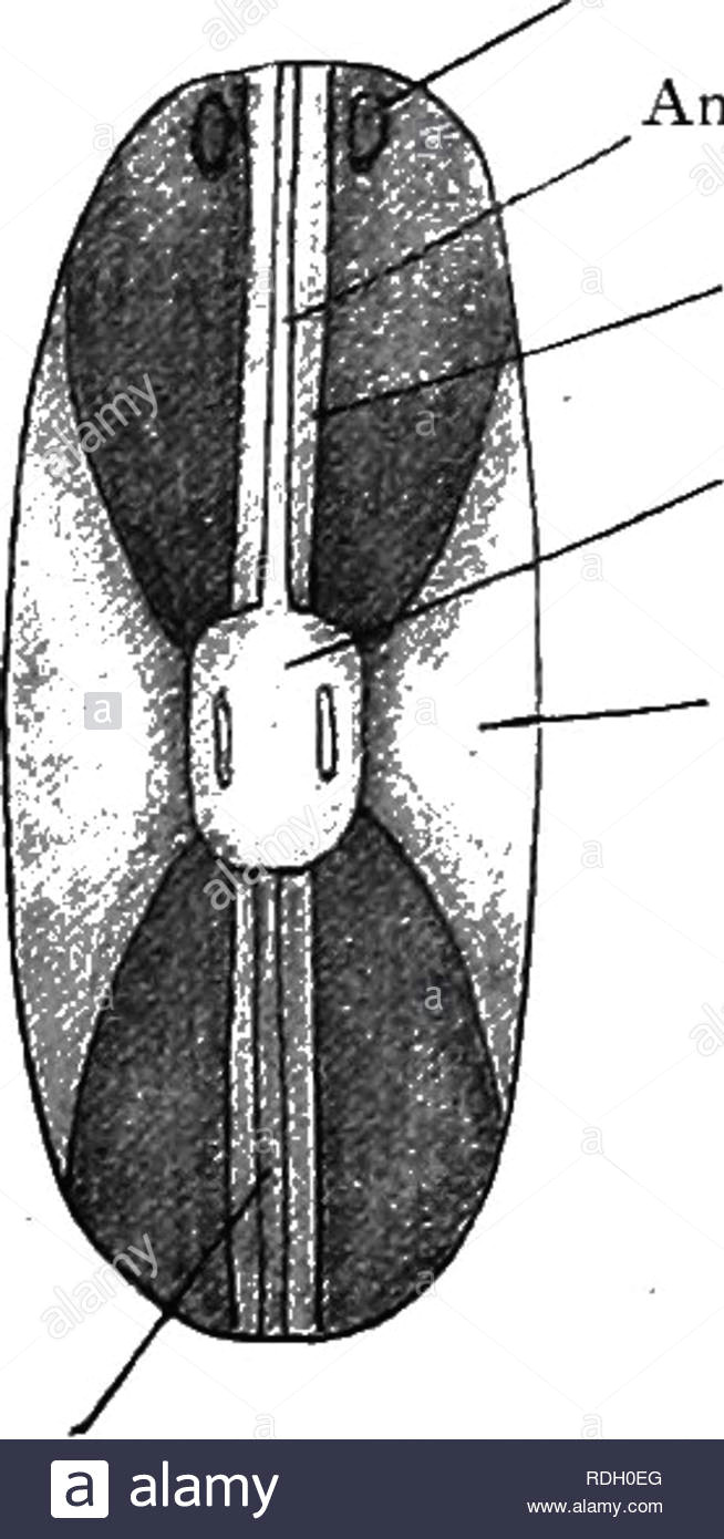 274 mollusc a we have already referred to the adductor muscles for closing the shells and the protractors and retractors of the foot