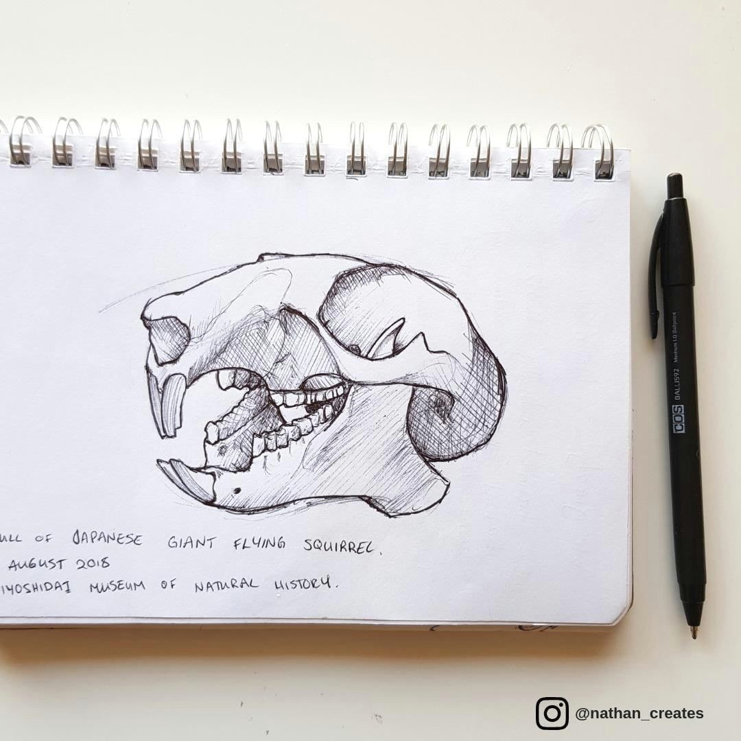 this is a sketch i did of a skull of a japanese giant flying
