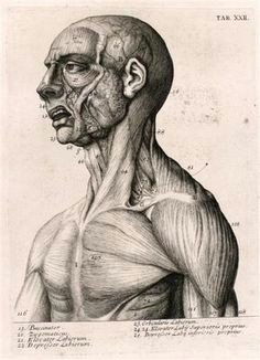 vintage anatomy art anatomy study anatomy art anatomy reference human anatomy art