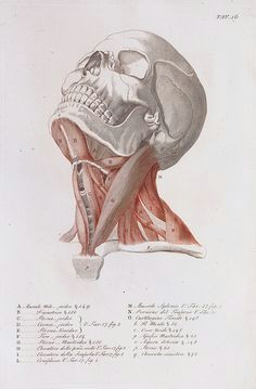 anatomical diagram of the muscles of the neck face muscles anatomy drawing muscles human