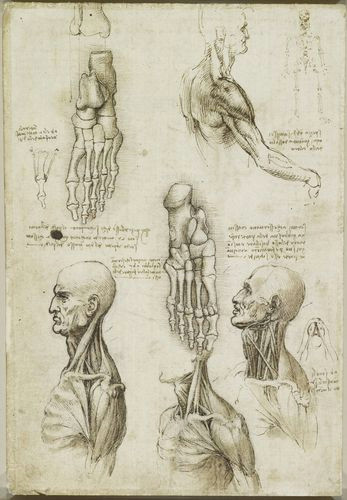 recto the throat and the muscles of the leg verso the bones of the foot and the muscles of the neck