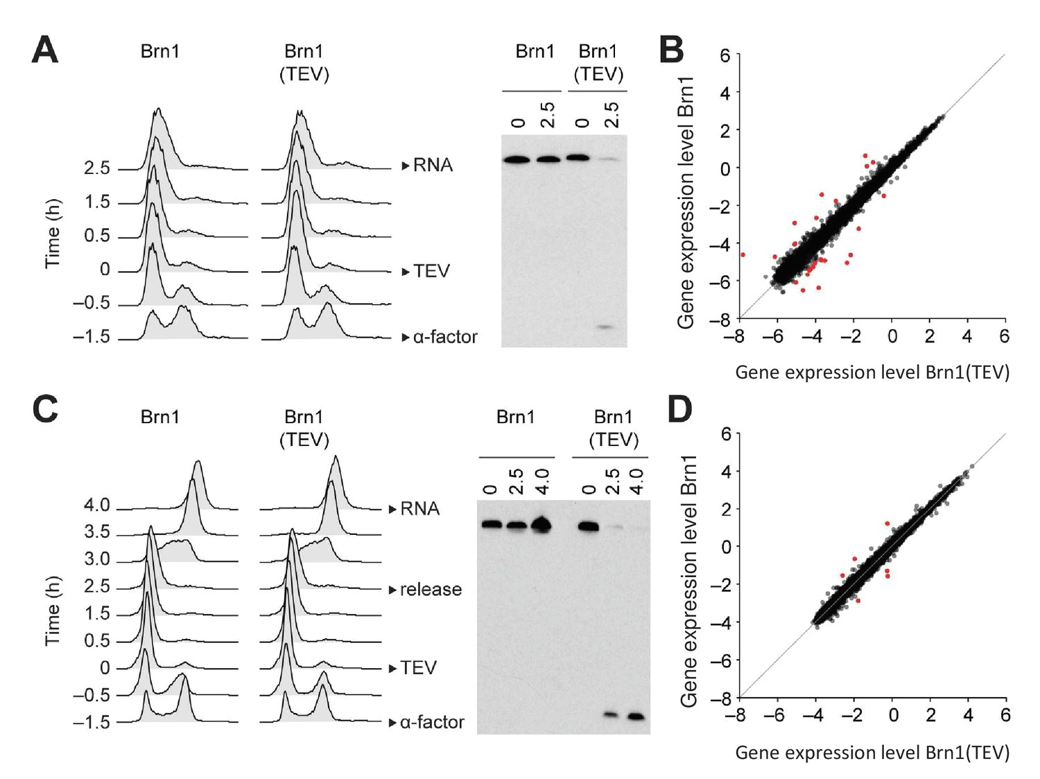 converting newman projection to line drawing inspirational condensin controls cellular rna levels through the accurate