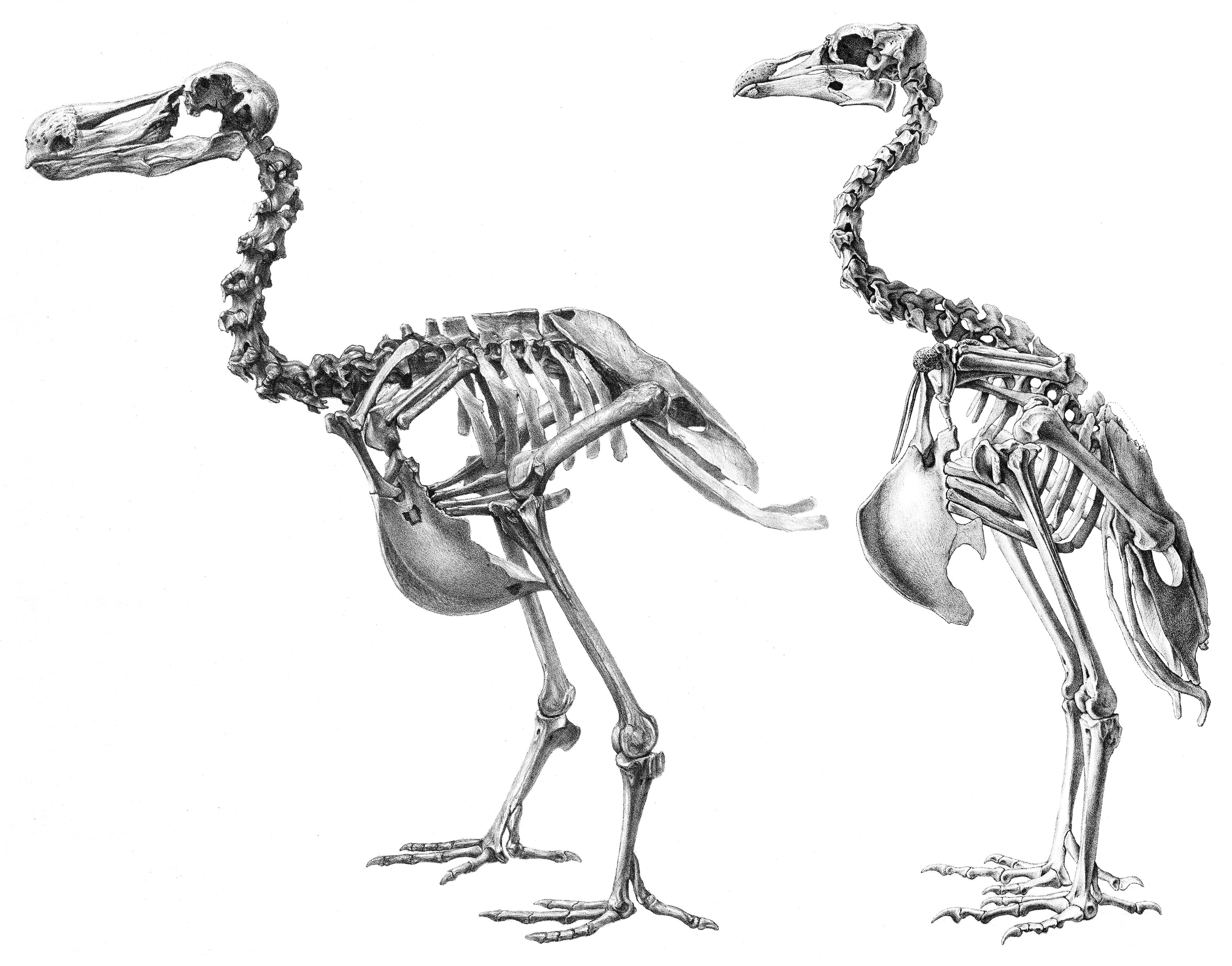 dodo and rodrigues solitaire skeletons compared not to scale
