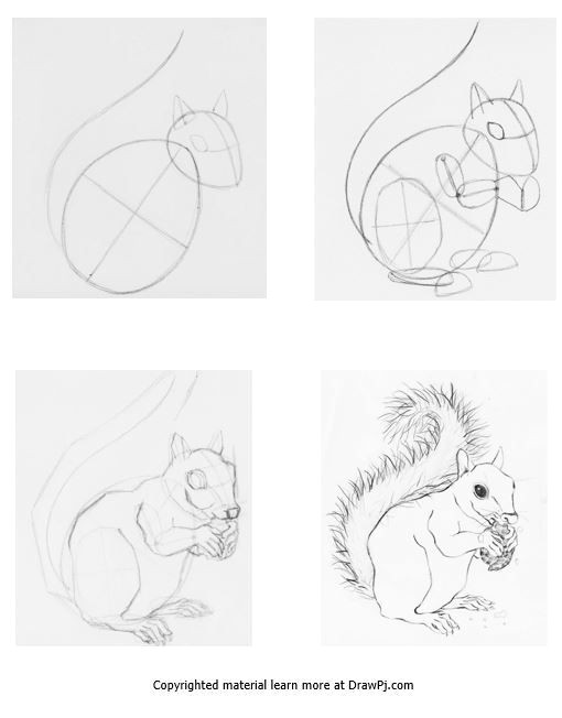 how to draw a squirrel using construction drawing step by step howtoapplylipstick