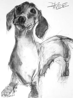 heather hutchinson a dachshund drawing