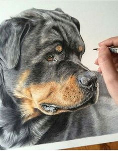 danielle fisher on instagram rocco the rottweiler is still one of my favourite portraits i love it when i get the chance to create an interesting