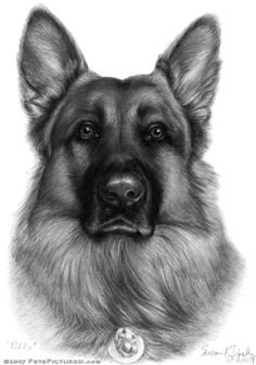 german shepherd graphite portrait drawing more