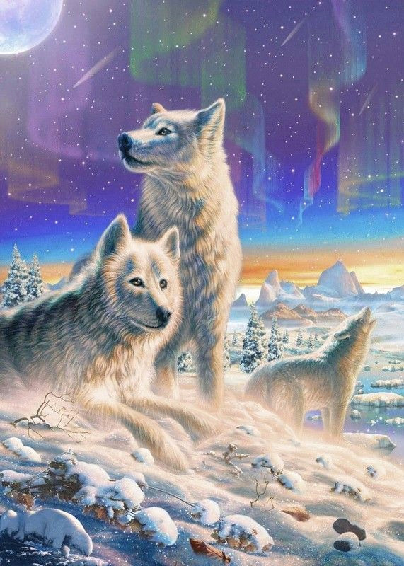 arctic wolves by adrian chesterman fox art white wolves red wolves wolves art