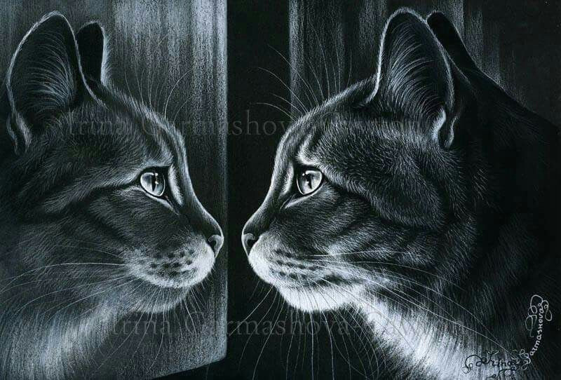 reflection good night cat cat drawing i love cats cat art reflection