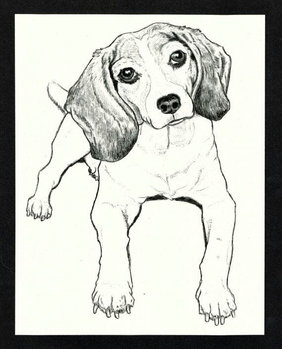 beagle drawing in black and white ink by thefoxandfinch on etsy 25 00 free items