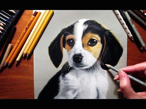 colored pencil drawing border collie speed draw jasmina susak youtube beagle art