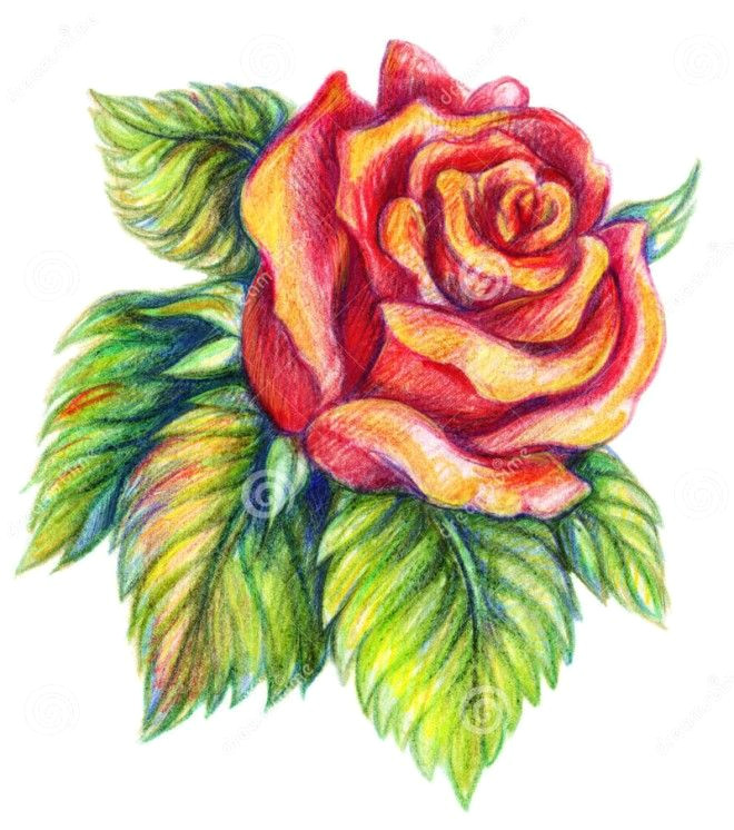 Drawing Of A Beautiful Red Rose 25 Beautiful Rose Drawings and Paintings for Your Inspiration