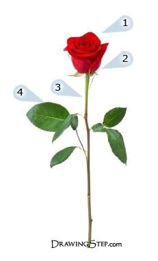 red rose picture