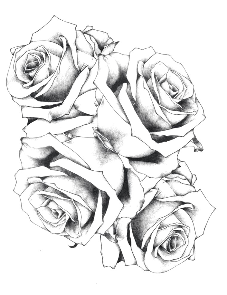 rose drawing unique nature wallpaper sketch beautiful index collaboration 0 0d