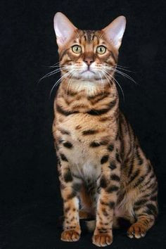 bengal gic cyrill