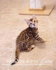 bengal cats cat breeds breeds of cats cat races bengal