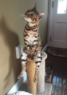 psbattle this sitting bengal cat photoshopbattles cute kitty cats funny cute cats