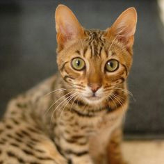 call of the wild bengal cats