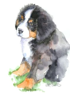 original watercolor by bj lewis wry toast designs a bernese mountain dogs