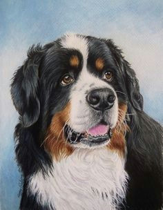 billy boy bernese mountain dog done on mat board with prismacolor pencils cool