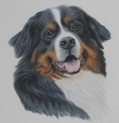 bernese mountain dog portrait pencil drawing commissions welcome bernese mountain mountain dogs