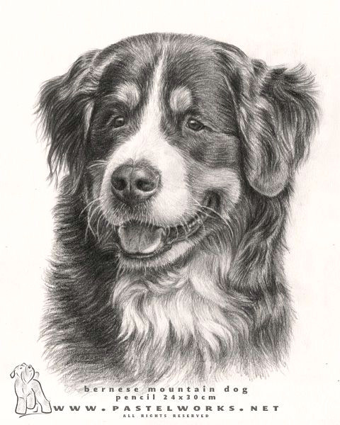Drawing Of A Bernese Mountain Dog Beautiful Bernese Mountain Dog 3 Drawings Of Dogs Mountain Dogs