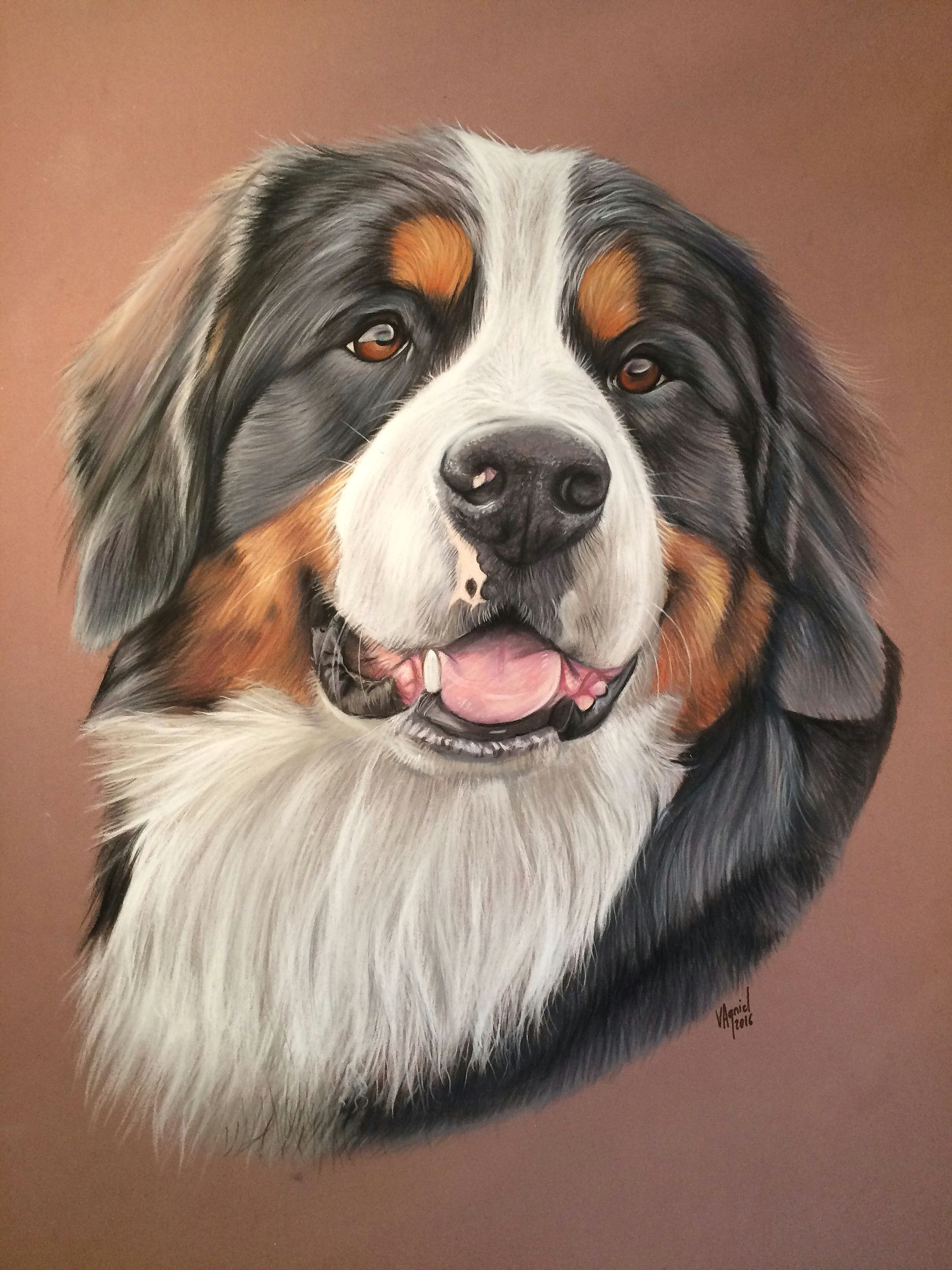 bouvier bernois pastel portraits dog portraits drawing portraits berner sennenhund dog artwork