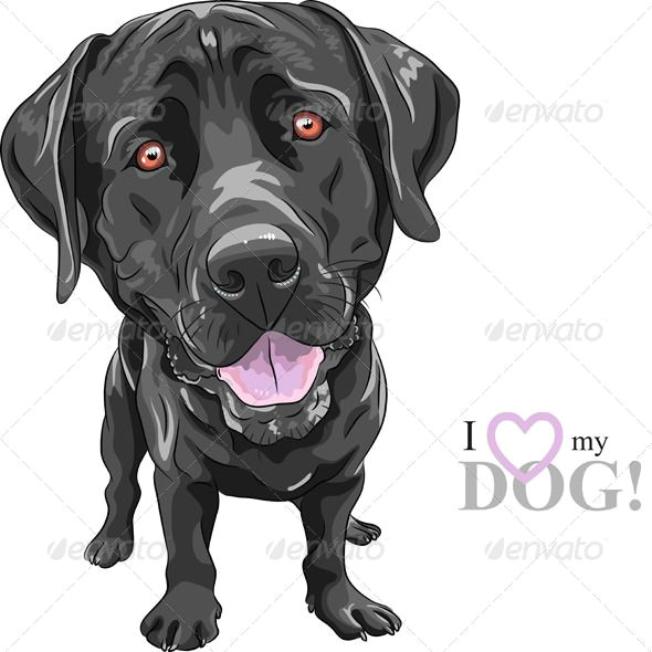 vector portrait of a close up of smiling black dog breed labrador retriever