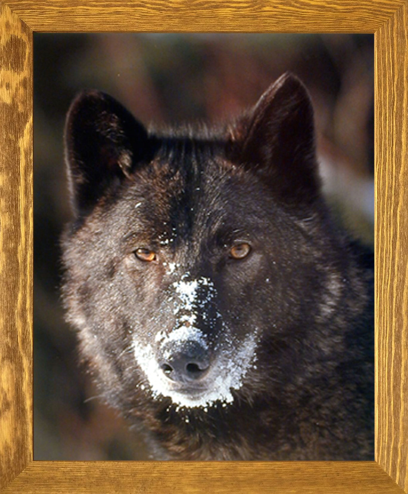 add this black wolf wild animal art print framed poster in your home it will be an ideal pick for your drawing room to upgrade the interiors