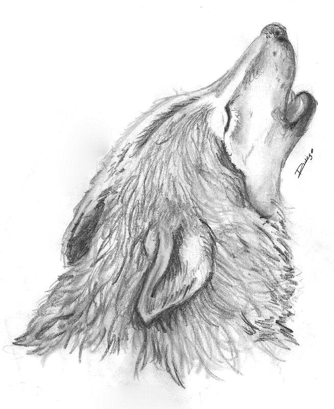 creature drawings animal art wolves wolf drawings art background kunst animaux a wolf