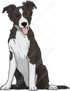 black and white border collie puppy animal black and white border