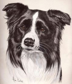border collie watercolour dog portrait by artist anne zoutsos on dailypainters com
