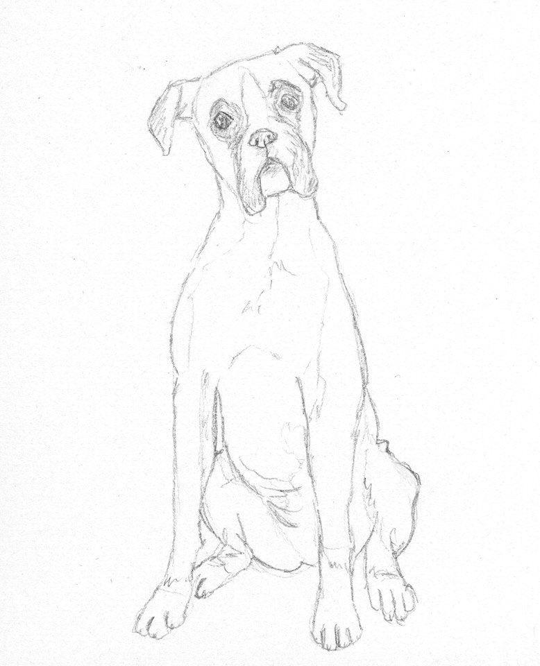 boxer dog sketch by battlekat s boutique