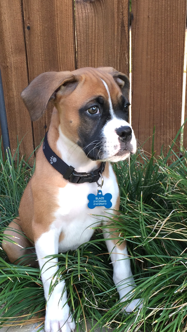 boxer puppies beagle cute puppies dogs and puppies all breeds of dogs