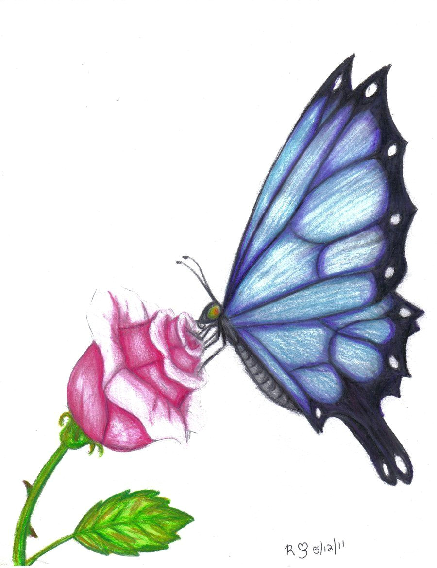 butterfly drawings in color butterfly rose by evolra traditional art drawings animals 2011 2014